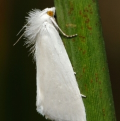 Tipanaea patulella (The White Crambid moth) at Acton, ACT - 28 Feb 2019 by TimL