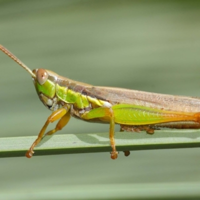 Bermius brachycerus (A grasshopper) at ANBG - 3 Mar 2019 by TimL