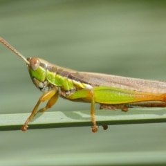 Bermius brachycerus (A grasshopper) at Acton, ACT - 3 Mar 2019 by TimL