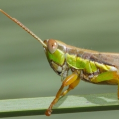 Bermius brachycerus at Acton, ACT - 3 Mar 2019 12:10 PM