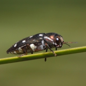 Diphucrania duodecimmaculata at Acton, ACT - 3 Mar 2019