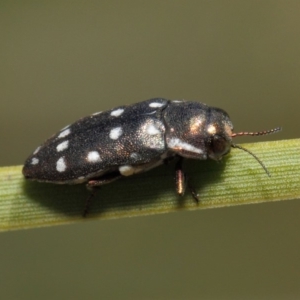 Diphucrania duodecimmaculata at Acton, ACT - 3 Mar 2019