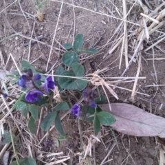 Glycine tabacina (Variable Glycine) at Curtin, ACT - 4 Mar 2019 by arjay