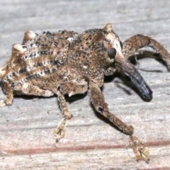 Orthorhinus cylindrirostris (Elephant Weevil) at Rosedale, NSW - 25 Feb 2019 by jbromilow50