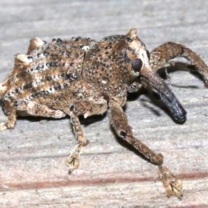 Orthorhinus cylindrirostris at Rosedale, NSW - 25 Feb 2019