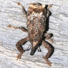 Orthorhinus cylindrirostris at Rosedale, NSW - 25 Feb 2019