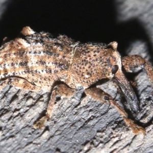 Orthorhinus cylindrirostris at Rosedale, NSW - 25 Feb 2019