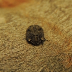 Morbora sp. (genus) at Conder, ACT - 31 Jan 2019 10:23 PM