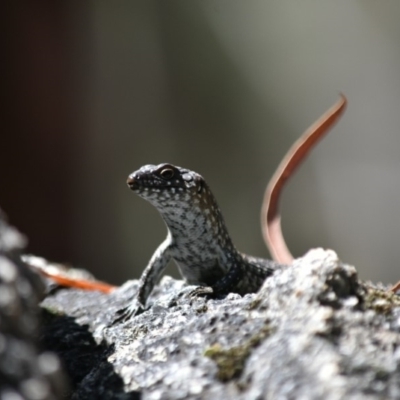 Egernia cunninghami (Cunningham's Skink) at Tidbinbilla Nature Reserve - 2 Mar 2019 by frostydog