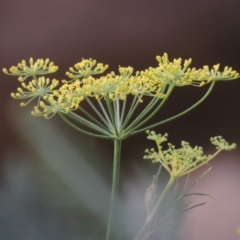 Foeniculum vulgare (Fennel) at Tharwa, ACT - 3 Feb 2019 by michaelb