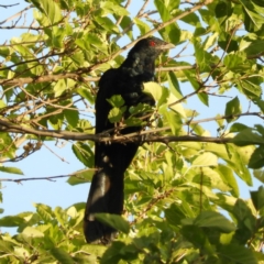 Eudynamys orientalis (Pacific Koel) at Kambah, ACT - 1 Mar 2019 by MatthewFrawley