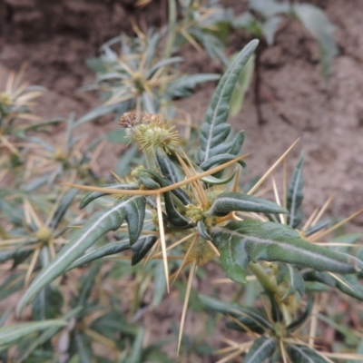Xanthium spinosum (Bathurst Burr) at Tharwa, ACT - 3 Feb 2019 by MichaelBedingfield