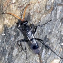 Fabriogenia sp. (genus) (Spider wasp) at Rosedale, NSW - 25 Feb 2019 by jb2602