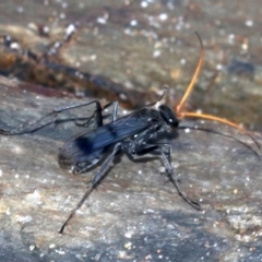 Fabriogenia sp. (genus) at Malua Bay, NSW - 25 Feb 2019