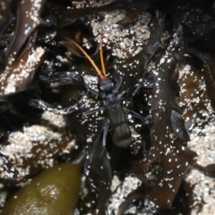 Fabriogenia sp. (genus) at Malua Bay, NSW - 25 Feb 2019 05:10 PM