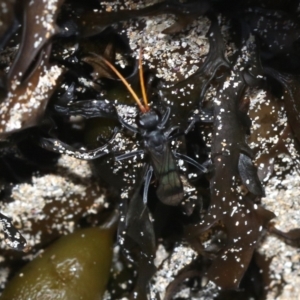 Fabriogenia sp. (genus) at Malua Bay, NSW - 25 Feb 2019