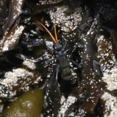 Fabriogenia sp. (genus) at Malua Bay, NSW - 25 Feb 2019