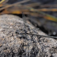 Austroargiolestes icteromelas (Common Flatwing) at Booth, ACT - 13 Jan 2019 by KenT