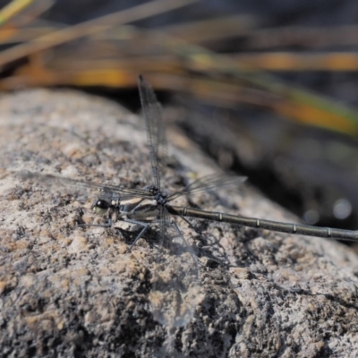 Austroargiolestes icteromelas (Common Flatwing) at Booth, ACT - 13 Jan 2019 by KenT