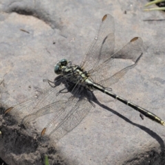 Austrogomphus guerini (Yellow-striped Hunter) at Booth, ACT - 14 Jan 2019 by KenT