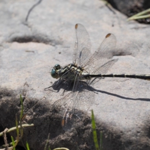 Austrogomphus guerini at Booth, ACT - 14 Jan 2019 09:50 AM