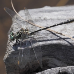 Austrogomphus guerini at Booth, ACT - 14 Jan 2019 09:50 AM