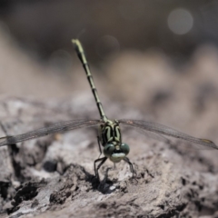 Austrogomphus guerini at Booth, ACT - 14 Jan 2019 09:50 AM