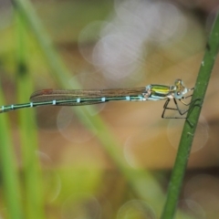 Austrolestes cingulatus (Metallic Ringtail) at Booth, ACT - 14 Jan 2019 by KenT