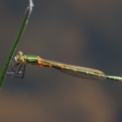 Austrolestes cingulatus at Booth, ACT - 14 Jan 2019