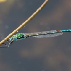 Austrolestes cingulatus at Booth, ACT - 14 Jan 2019 09:47 AM