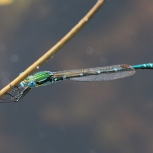 Austrolestes cingulatus at Booth, ACT - 14 Jan 2019 09:47 AM