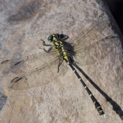 Hemigomphus gouldii (Southern Vicetail) at Booth, ACT - 13 Jan 2019 by KenT