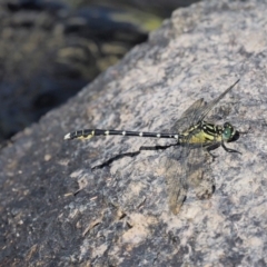 Hemigomphus gouldii at Booth, ACT - 14 Jan 2019 08:45 AM