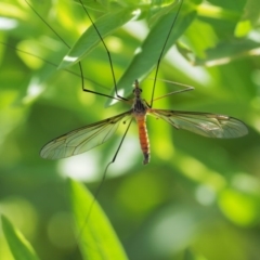 Leptotarsus (Leptotarsus) sp.(genus) (A Crane Fly) at Booth, ACT - 13 Jan 2019 by KenT