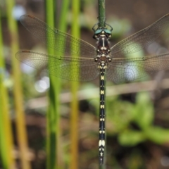 Synthemis eustalacta (Swamp Tigertail) at Booth, ACT - 14 Jan 2019 by KenT