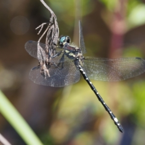 Synthemis eustalacta at Booth, ACT - 14 Jan 2019