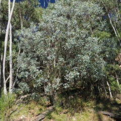 Acacia obliquinervia (Mountain Hickory) at Uriarra, ACT - 15 Feb 2019 by KenT