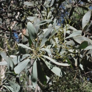 Acacia obliquinervia at Uriarra, ACT - 16 Feb 2019
