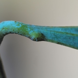 Acacia obliquinervia at Uriarra, ACT - 16 Feb 2019 07:50 AM