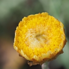 Coronidium monticola (Mountain Button Everlasting) at Uriarra, ACT - 13 Feb 2019 by KenT