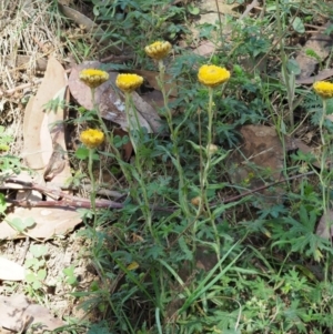 Coronidium monticola at Uriarra, ACT - 14 Feb 2019