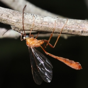 Enicospilus sp. (genus) at Broulee, NSW - 27 Feb 2019 08:03 PM