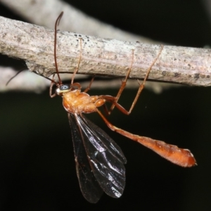 Enicospilus sp. (genus) at Broulee, NSW - 27 Feb 2019