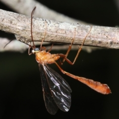 Enicospilus sp. (TBC) at Broulee, NSW - 27 Feb 2019 by jbromilow50