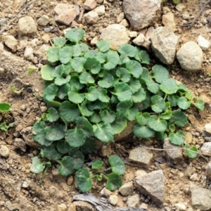 Dichondra repens at Uriarra, ACT - 14 Feb 2019