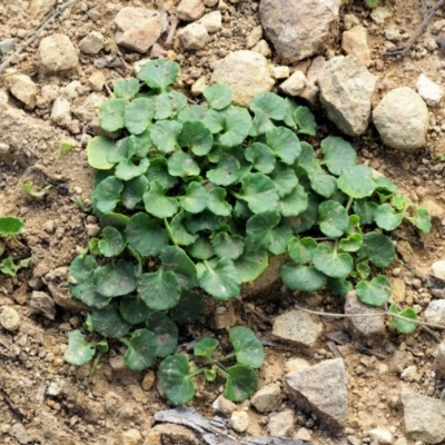 Dichondra repens (Kidney Weed) at Uriarra, ACT - 13 Feb 2019 by KenT