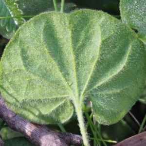 Dichondra repens at Uriarra, ACT - 14 Feb 2019