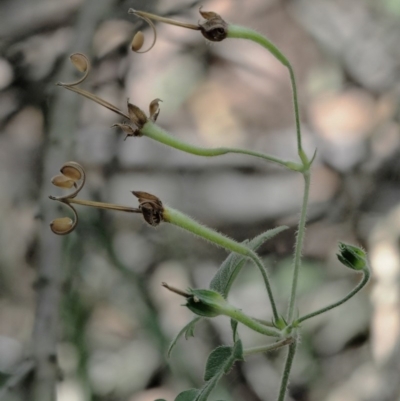 Geranium solanderi var. solanderi (Native Geranium) at Namadgi National Park - 14 Feb 2019 by KenT
