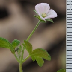 Geranium solanderi var. solanderi at Uriarra, ACT - 14 Feb 2019 11:13 AM