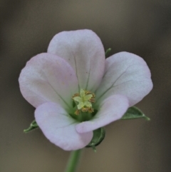 Geranium solanderi var. solanderi at Uriarra, ACT - 14 Feb 2019